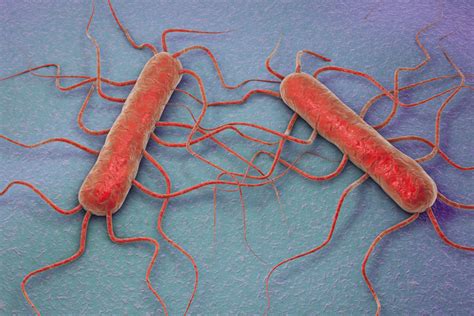 Listeria And Pregnancy - Listeria And Pregnancy