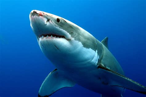 Great white shark photo and wallpaper. Cute Great white shark pictures