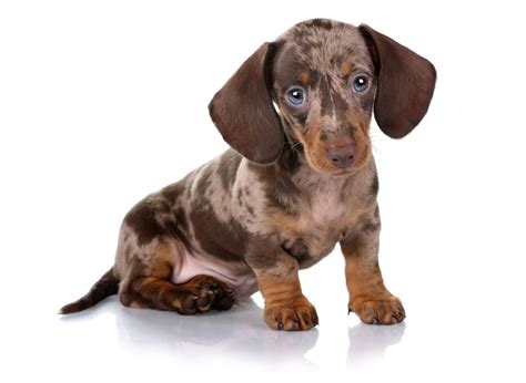 #1 | Dachshund Puppies For Sale In Florida