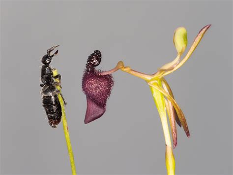 Warty hammer orchids are sexual deceivers