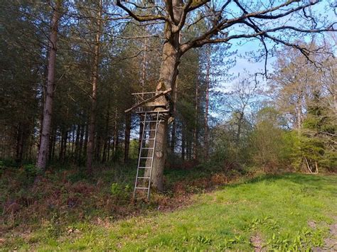 Jubilee Plantation hunting tree seat © Oscar Taylor cc-by-sa/2.0 :: Geograph Britain and Ireland