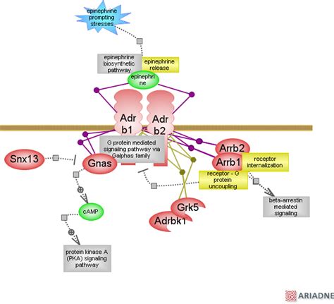 Alpha Beta Adrenergic Receptors Chart