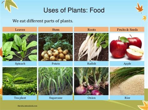 Environmental Science (EVS) : Plants (Class II)