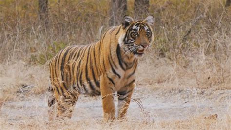 Premium Photo | A tiger in a forest in india