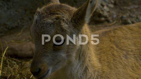 Alpine ibex baby close up of face - Stock Footage | by gdmpro | Alpine ibex, Ibex, Close up