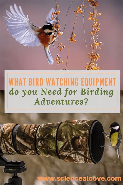 what bird watching equipment do you need for birding adventures subjects | Bird watching, What ...