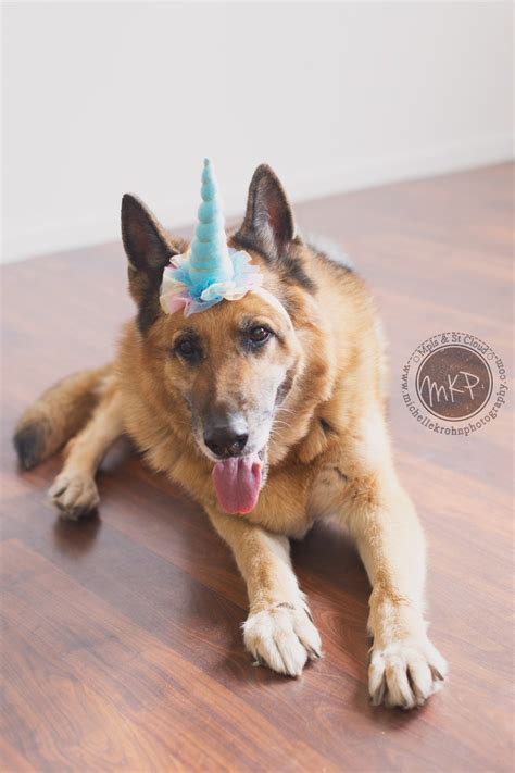 Dog Unicorn Costume Unicorn Dog Costume Dog Halloween | Etsy