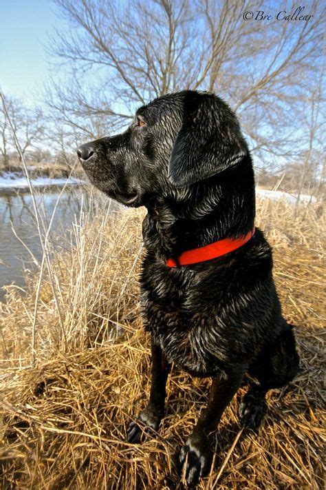 black Lab, outdoors, hunting http://www.facebook.com/pages/Pure-Images-by-Bre/189590277809830 ...