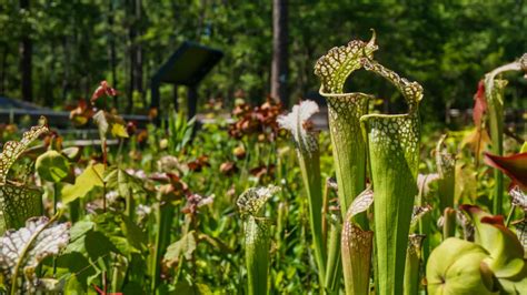 Carnivorous Plants Garden