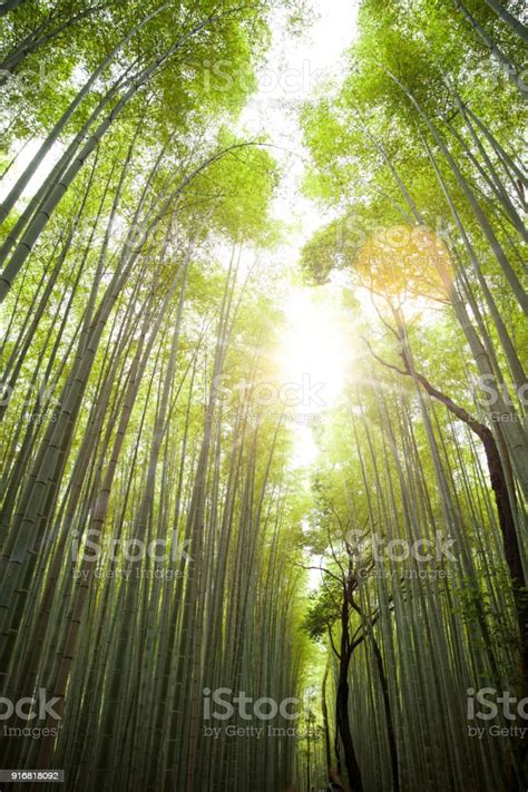 Hutan Bambu Arashiyama Di Kyoto Jepang Foto Stok - Unduh Gambar Sekarang - Rumpun bambu, Alam ...