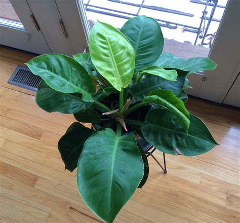 Philodendron Types Plant