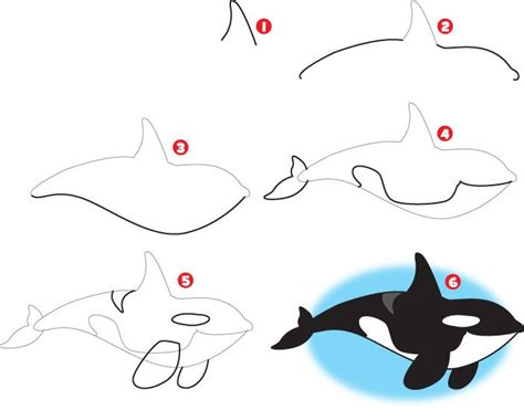 How To Draw An Orca For Kids | Images and Photos finder