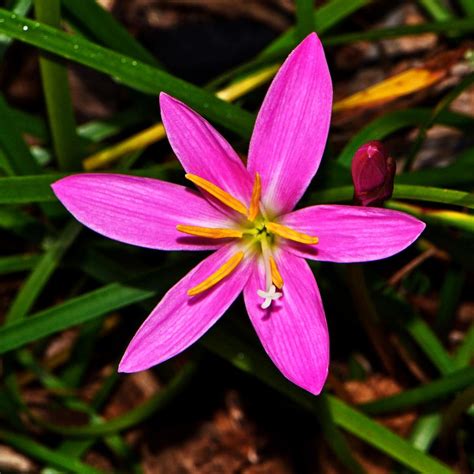 Rain Lilies: Plant Care and Collection of Varieties - Garden.org