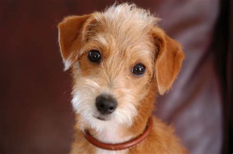 ♥D♥ 1008 JACKAPOO (POODLE & JACK RUSSELL TERRIER) | Poodle mix dogs, Terrier poodle mix, Cute ...