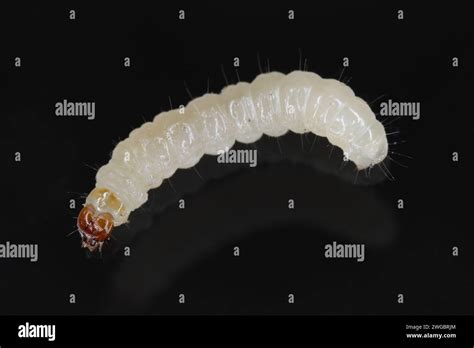 European grain worm or European grain moth (Nemapogon granella). Caterpillar - larva Stock Photo ...