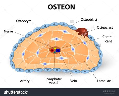 Osteon Development Structure Osteoblast Osteocyte Osteoclast Stock ... | Osteoclast, Osteoblast ...