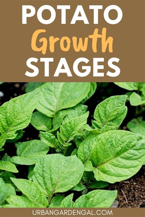 Potato Growth Stages – Urban Garden Gal