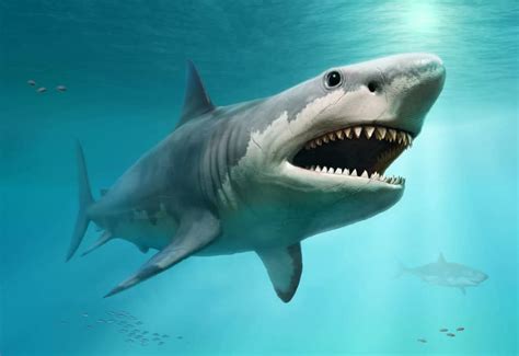 Megalodon - A-Z Animals