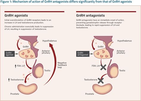 Assessment of Cardiovascular Risk With the Use of Androgen Deprivation Therapy for Prostate ...