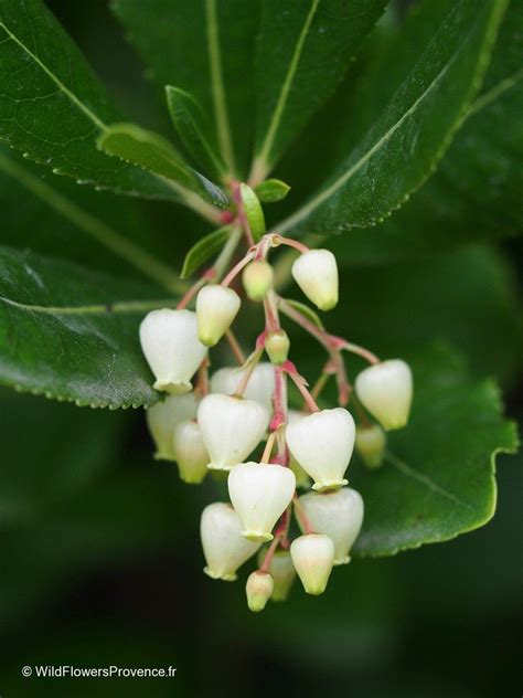 Arbutus unedo – Wild Flowers Provence