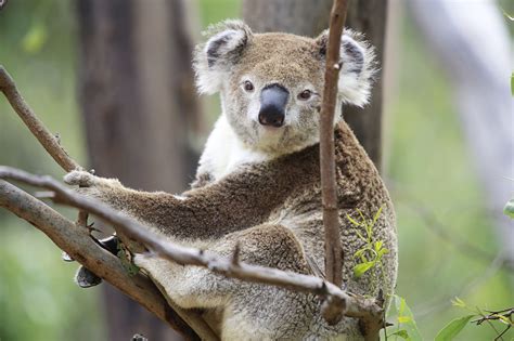 A-Z List of Native Australian Animals with Pictures (2022)