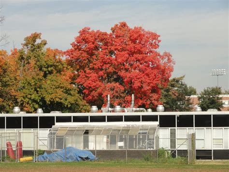 PHOTOS: Autumn Scenes in the Pikesville Area | Pikesville, MD Patch