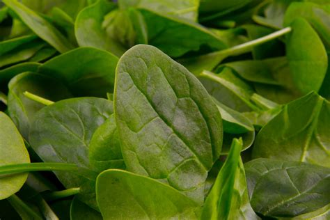 Spinach Leaves Free Stock Photo - Public Domain Pictures