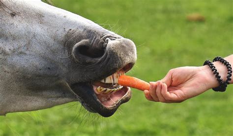 When Should I Have My Horse’s Teeth Floated? | Douglas Tack & Apparel ...