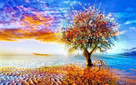 Hd Wallpaper Trees Colourful - luxurylip