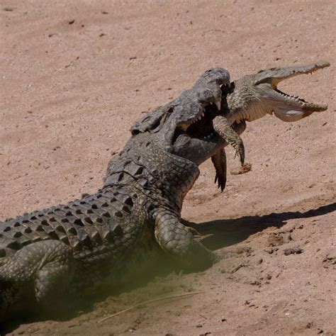 Nile Crocodile Attacks Human