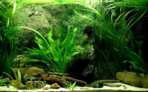 Discover more than 163 fish tank wallpaper hd - 3tdesign.edu.vn