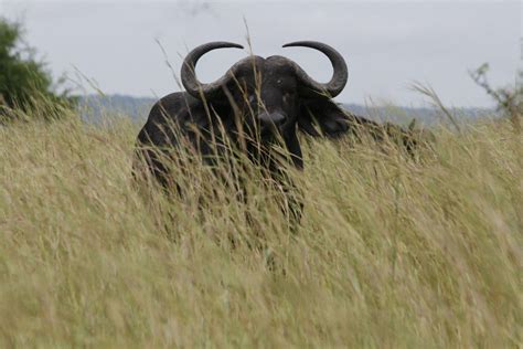 5 Days Kidepo Valley Wildlife Safari » Gorilla Safaris Adventure