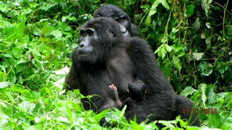 Mountain Gorilla Baby Boom in Uganda