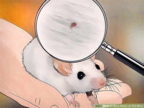 How to Spot Mites on Pet Mice: 8 Steps (with Pictures) - wikiHow