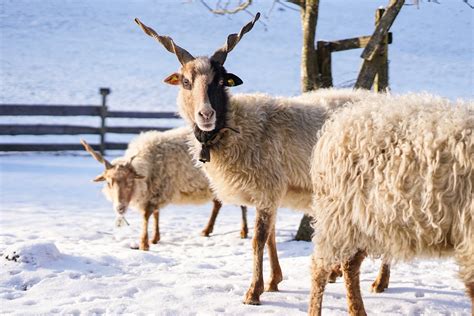 Photo of Sheep on Snow Covered Ground · Free Stock Photo