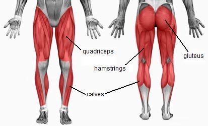 Quadriceps and Hamstring Exercises | Extreme Basketball Skills