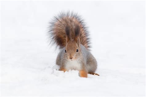 Premium Photo | Squirrel in the snow