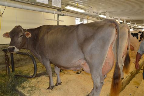 NEWS: July 2013 | Brown swiss cow, Dairy cattle, Cattle breeds