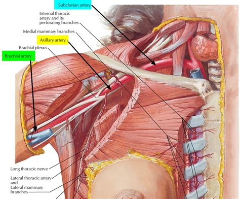 Brachial Artery and Deep Brachial Artery - Location, Pulse, Function