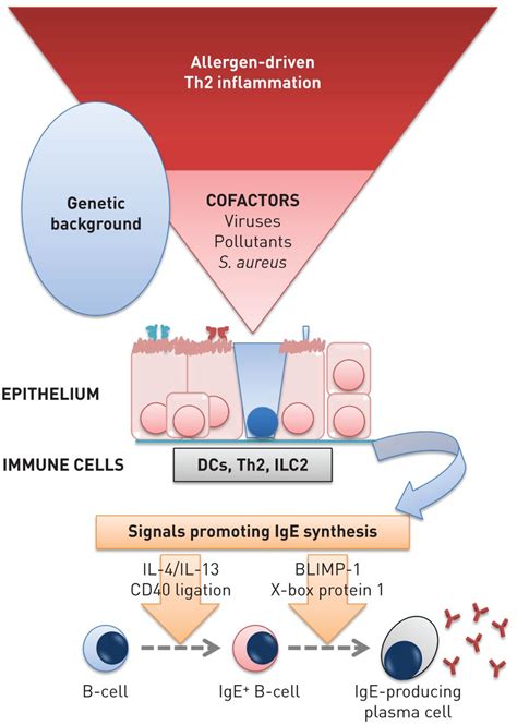 Asthma phenotypes and IgE responses | European Respiratory Society