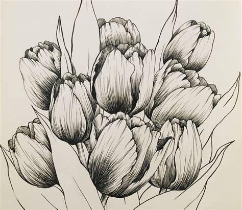 Realistic Tulip Drawing