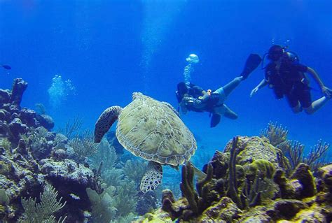 Marine Zoology and Marine Biology Degrees | School of Natural and Environmental Sciences ...