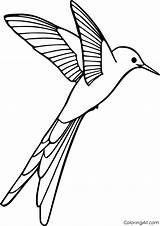 Ruby Throated Hummingbird Coloring Page sketch template