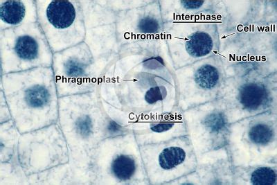 Cytokinesis Under Microscope