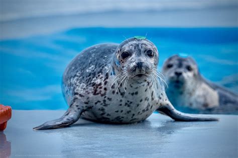 Alaska Magazine | Alaska SeaLife Center Saves Marine Wildlife