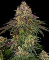 Sweet Cherry Kush (Sensi Seeds) :: Cannabis Strain Info