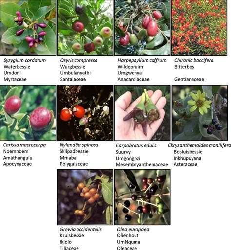 The indigenous fruits with names given in the order Latin, Afrikaans,... | Download Scientific ...