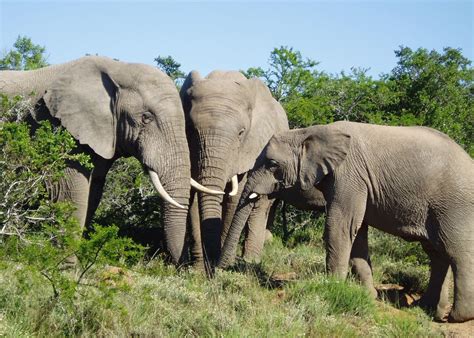 Visit Addo Elephant National Park | Audley Travel