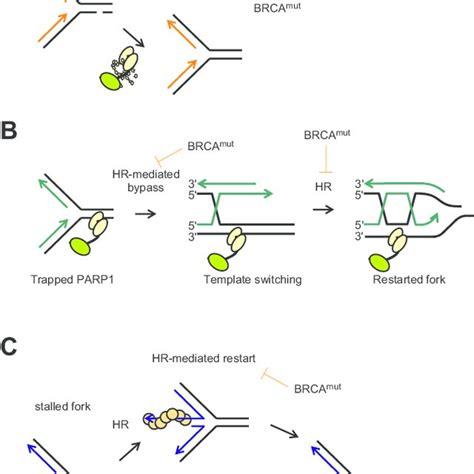 e Pathways underlying PARP-BRCA synthetic lethality. (A) | Download Scientific Diagram