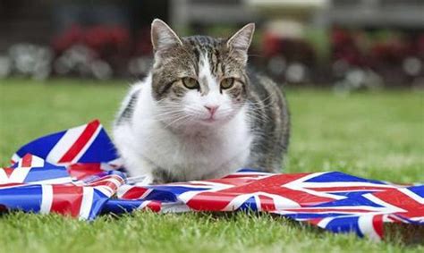 Downing Street cat fight: Larry vs Palmerston - People's Daily Online